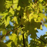The Great Fall: LIGHT 1 © 2012 NATE METZ